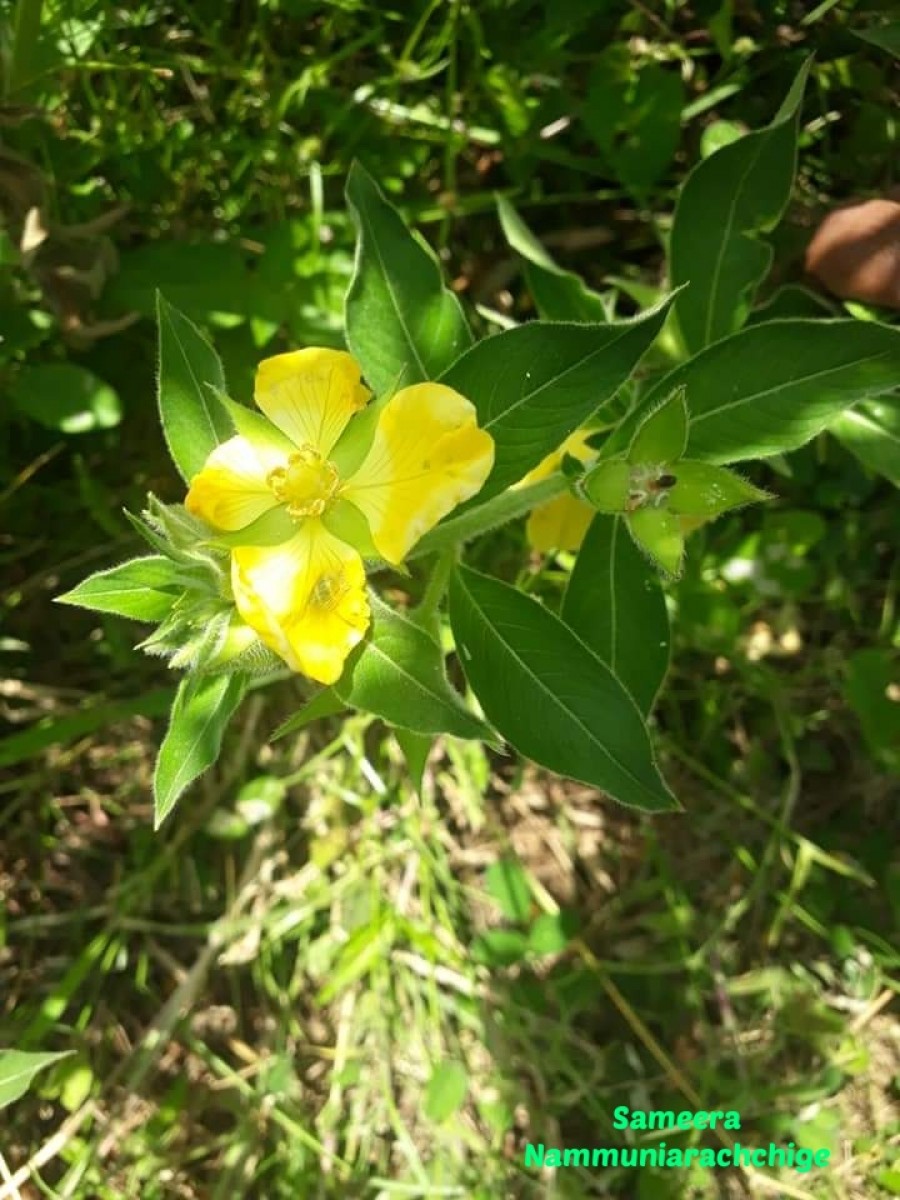 Ludwigia peruviana (L.) H.Hara